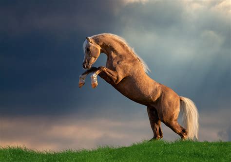 picture of a palomino|Palomino Horse Photos, Images & Pictures